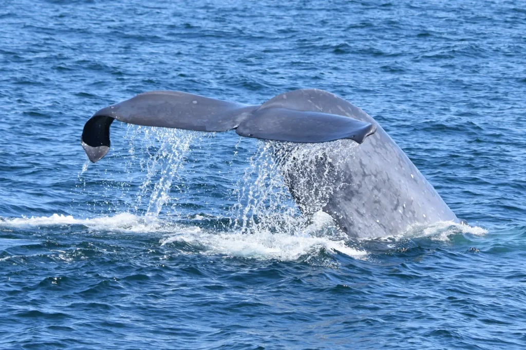 A gray whale flaps its tail in the ocean