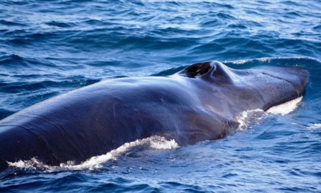 A large whale gracefully swims in the ocean